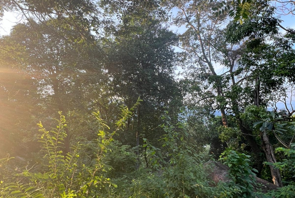 Seaview Land For Sale Chaweng