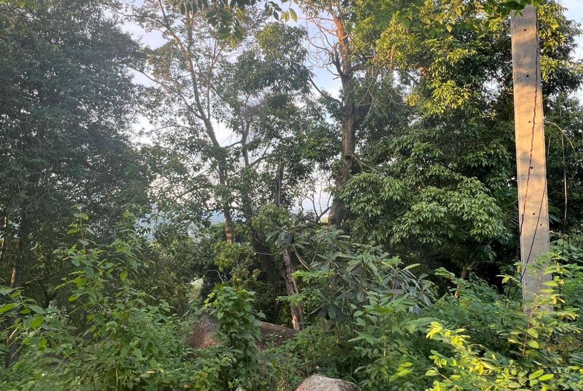 Seaview Land For Sale Chaweng